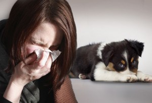 Статья Собаки для аллергиков. Какую выбрать?