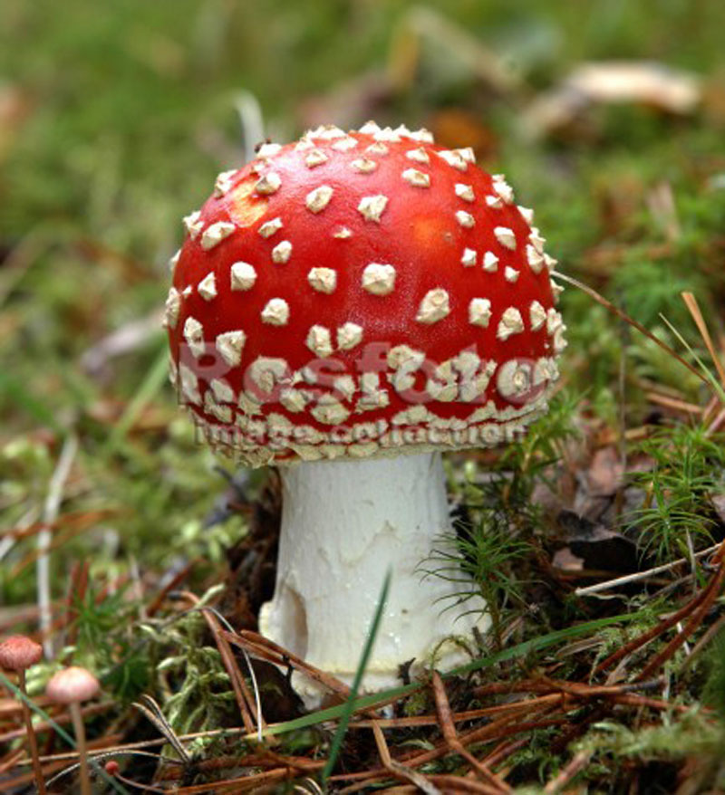 Статья Опасные грибы – как не отравиться